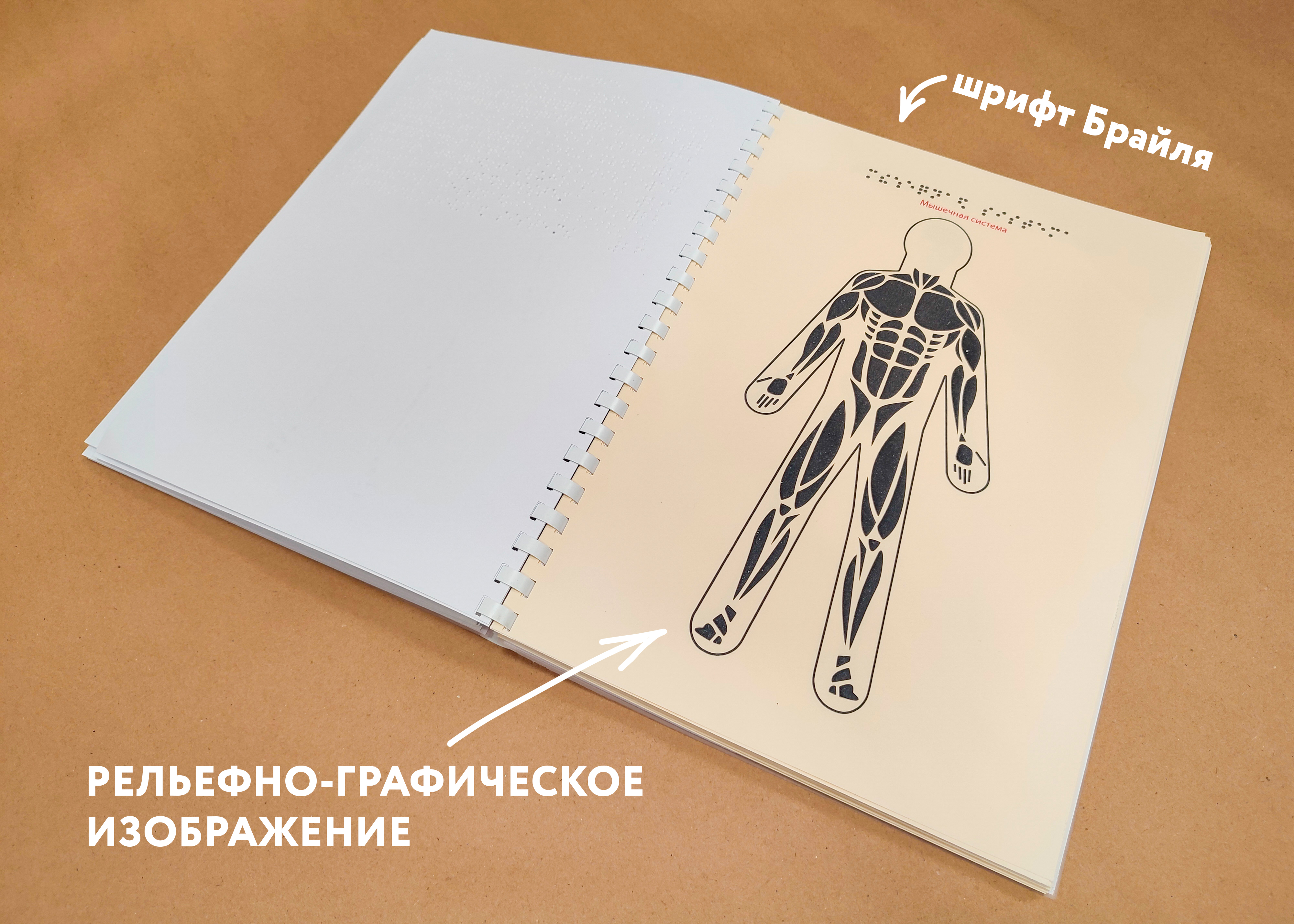 Одна из страниц издания с изображением мышечной системы человека в рельефной графике
